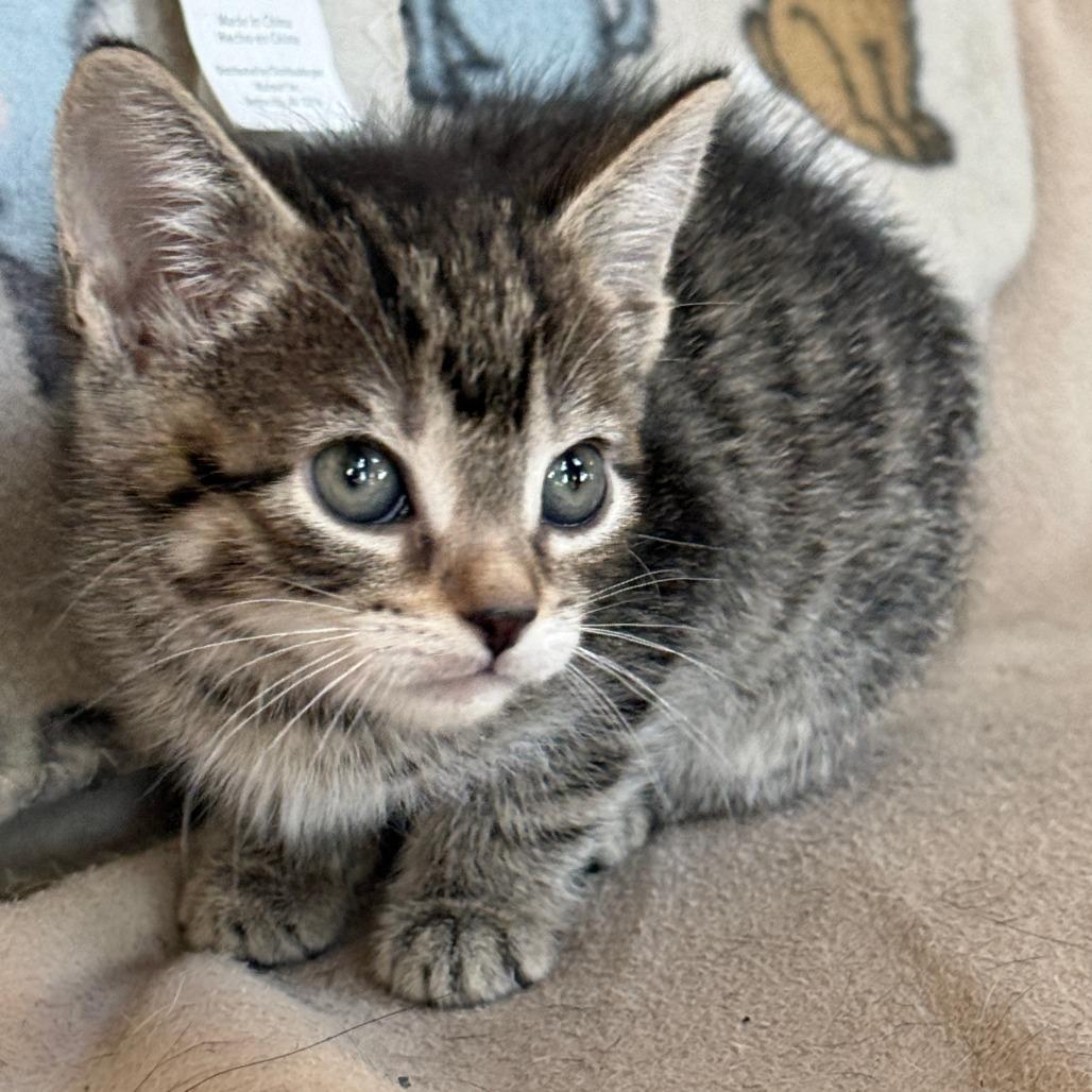 Enlarge Gusty Winds - Adoption Pending, a Adoptable Domestic Short Hair in Glenelg, MD image 4/6