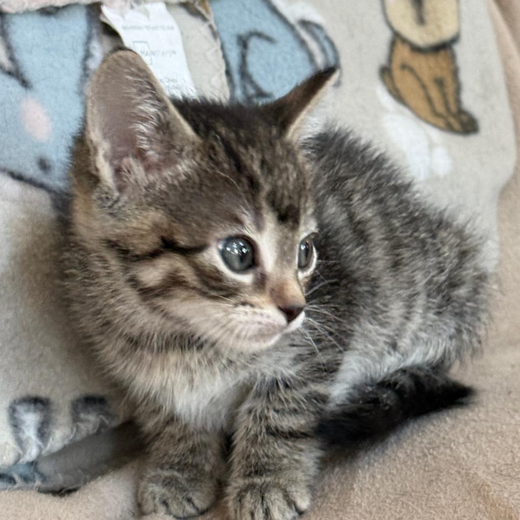 Enlarge Gusty Winds - Adoption Pending, a Adoptable Domestic Short Hair in Glenelg, MD image 5/6