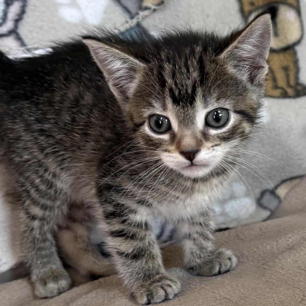Enlarge Gusty Winds - Adoption Pending, a Adoptable Domestic Short Hair in Glenelg, MD image 6/6