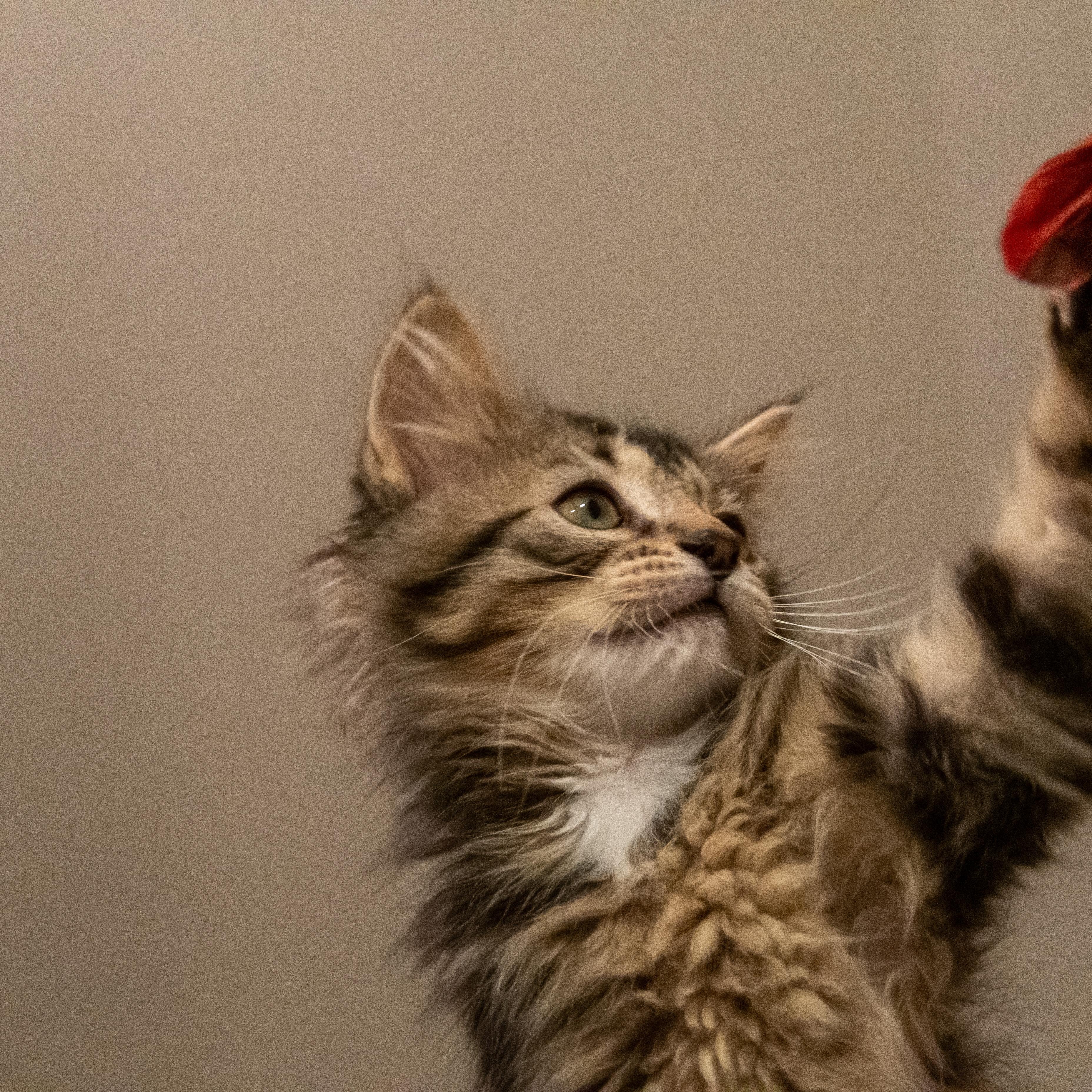 Tabasco