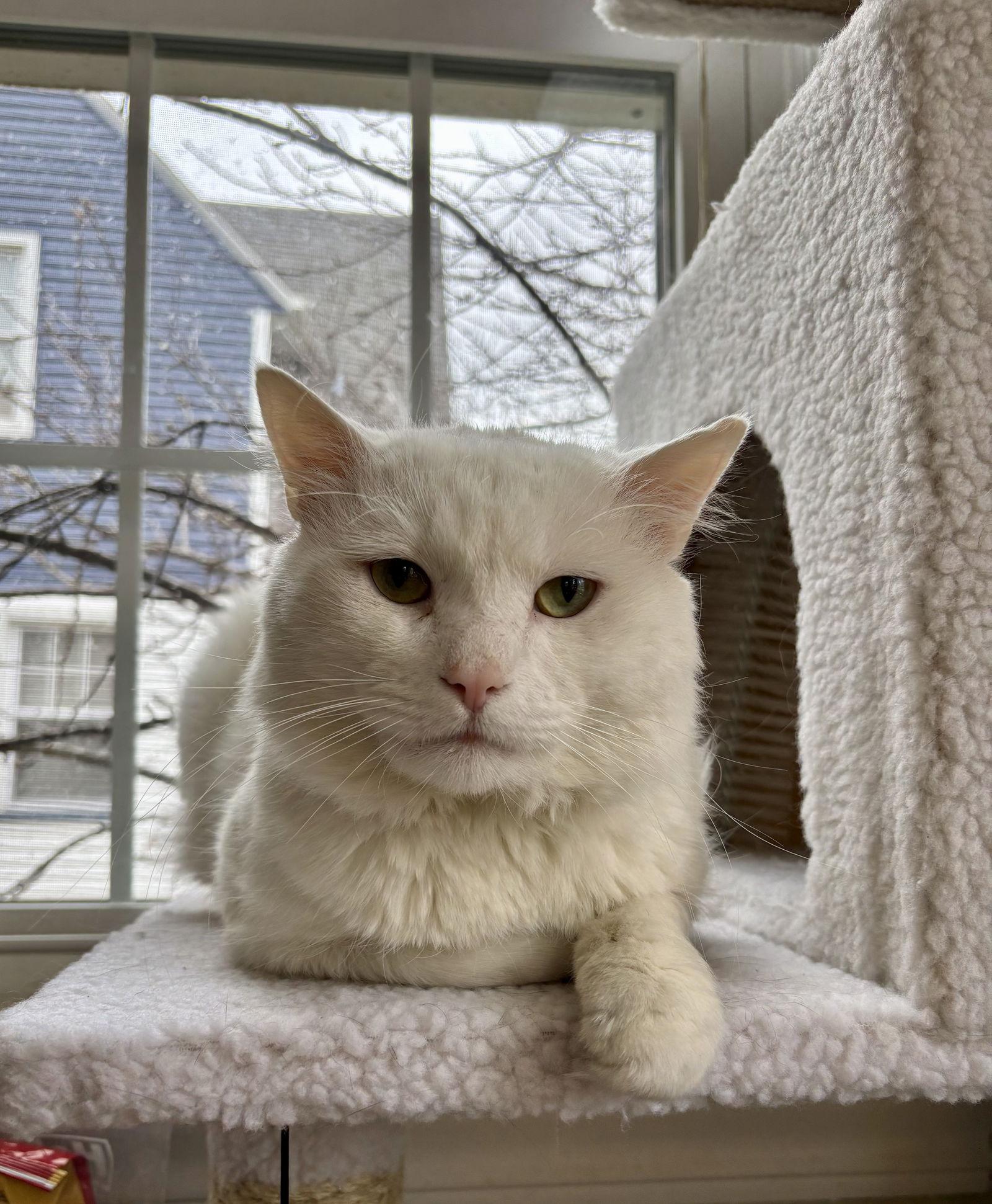 NICOLAI, a Adoptable Domestic Short Hair in Northfield, OH image 1/2