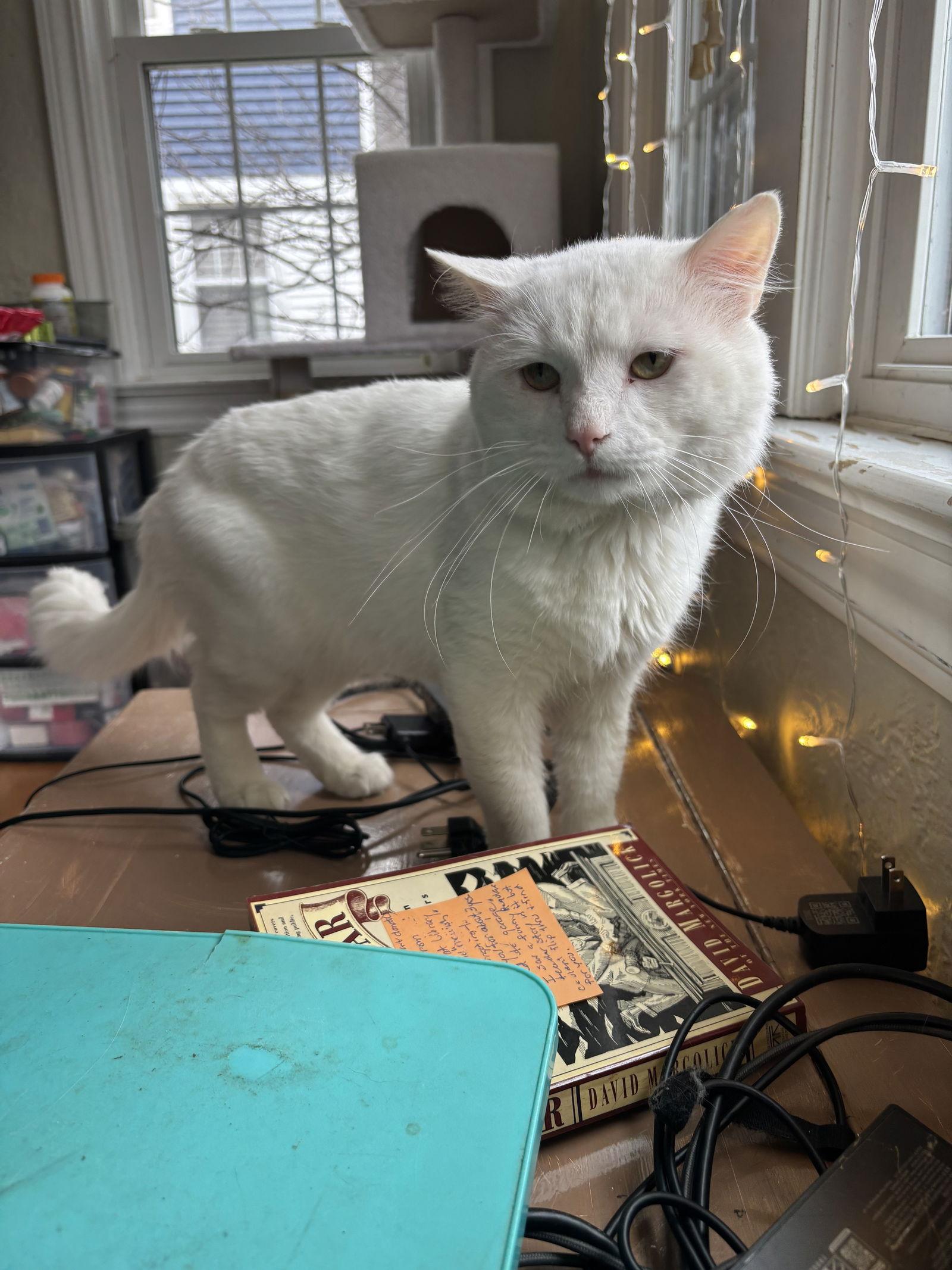 NICOLAI, a Adoptable Domestic Short Hair in Northfield, OH image 2/2