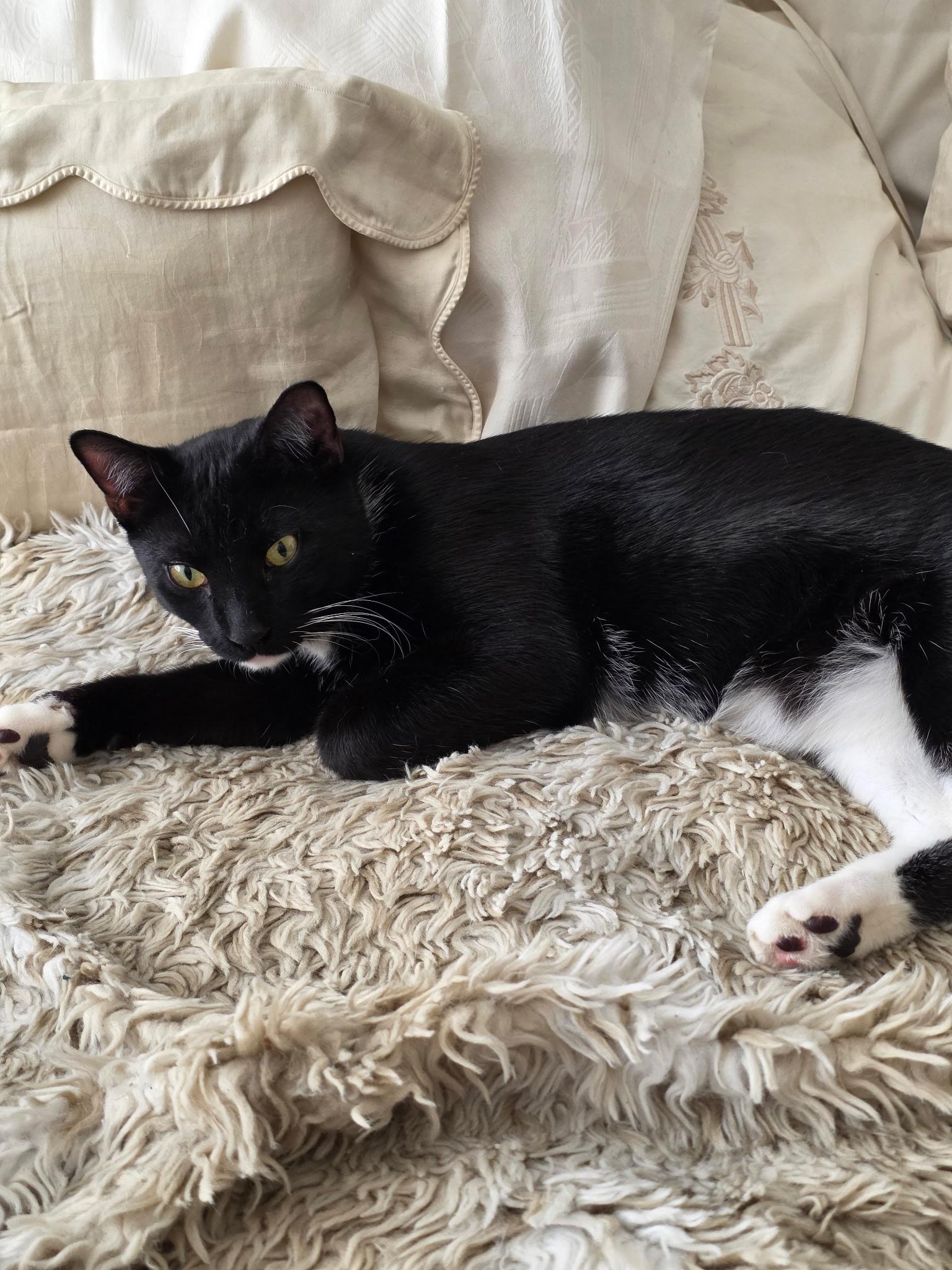 Enlarge Tom, a ADOPTABLE Domestic Short Hair in New York, NY image 5/6