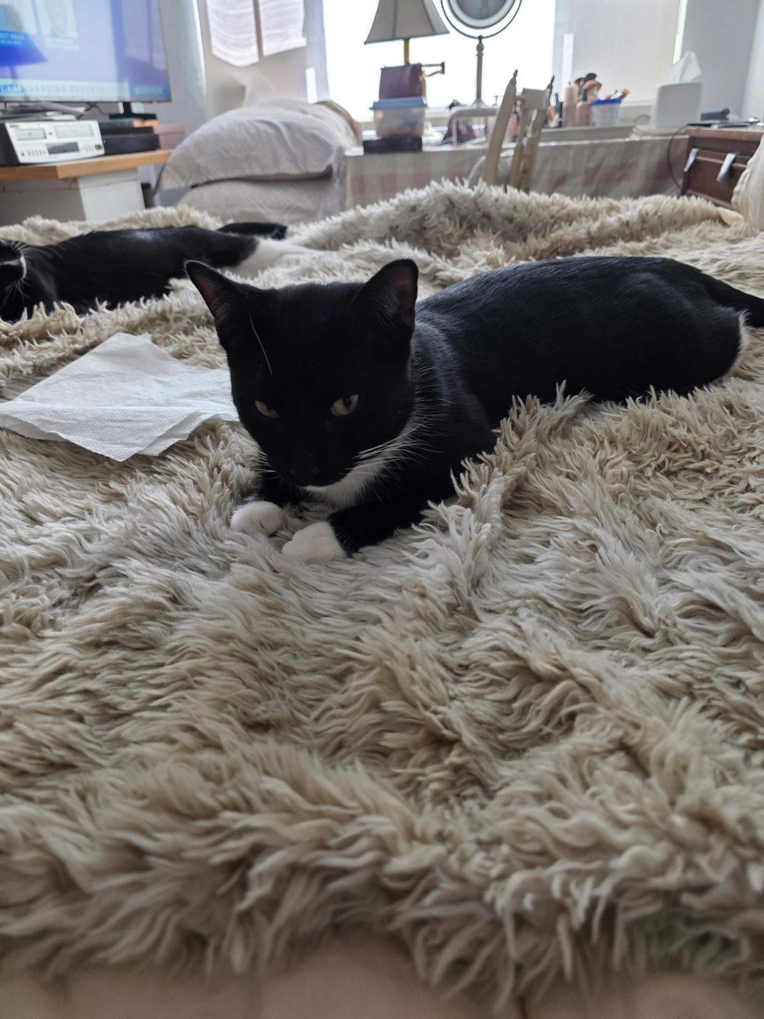 Enlarge Tom, a ADOPTABLE Domestic Short Hair in New York, NY image 2/6