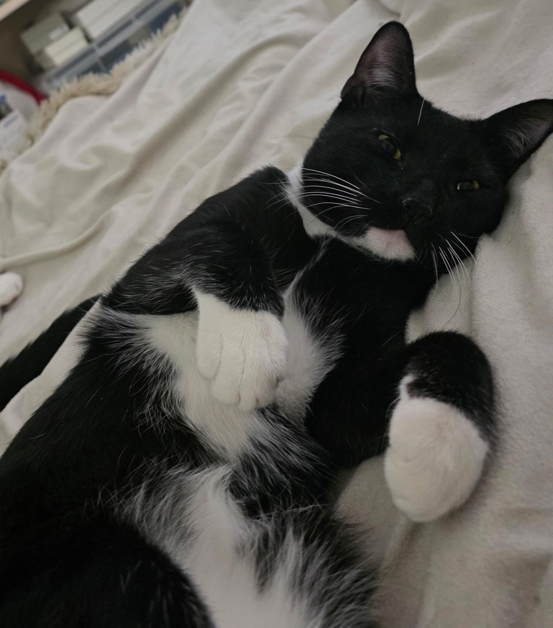 Enlarge Tom, a ADOPTABLE Domestic Short Hair in New York, NY image 3/6