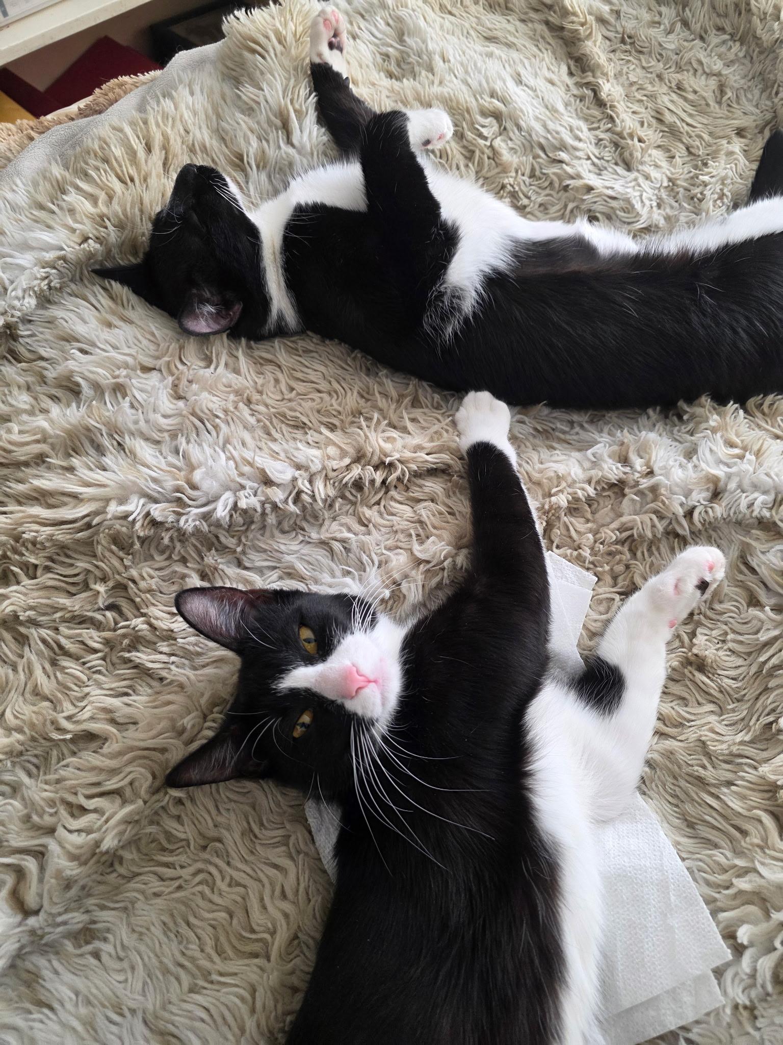 Enlarge Tom, a ADOPTABLE Domestic Short Hair in New York, NY image 4/6