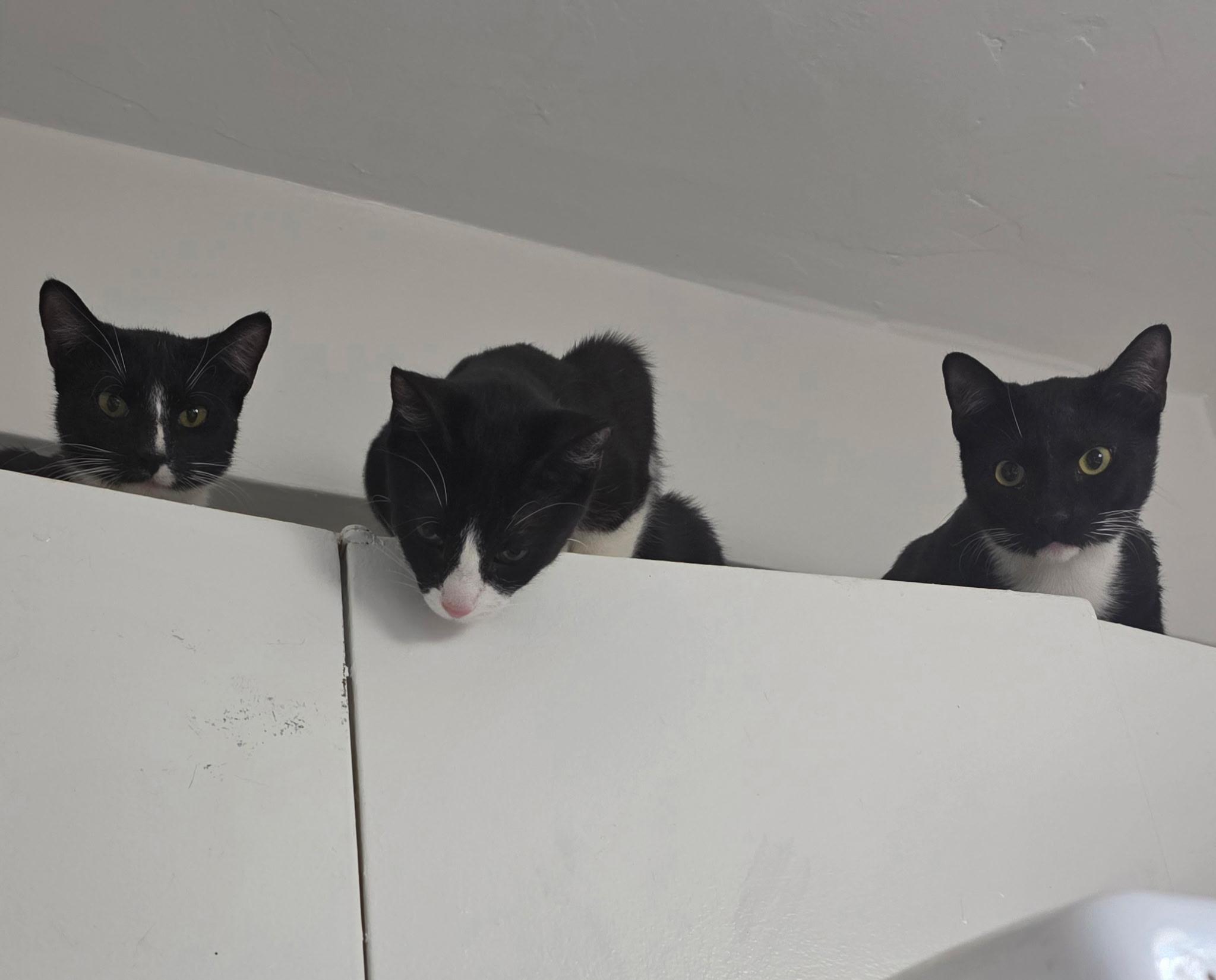 Enlarge Tom, a ADOPTABLE Domestic Short Hair in New York, NY image 6/6