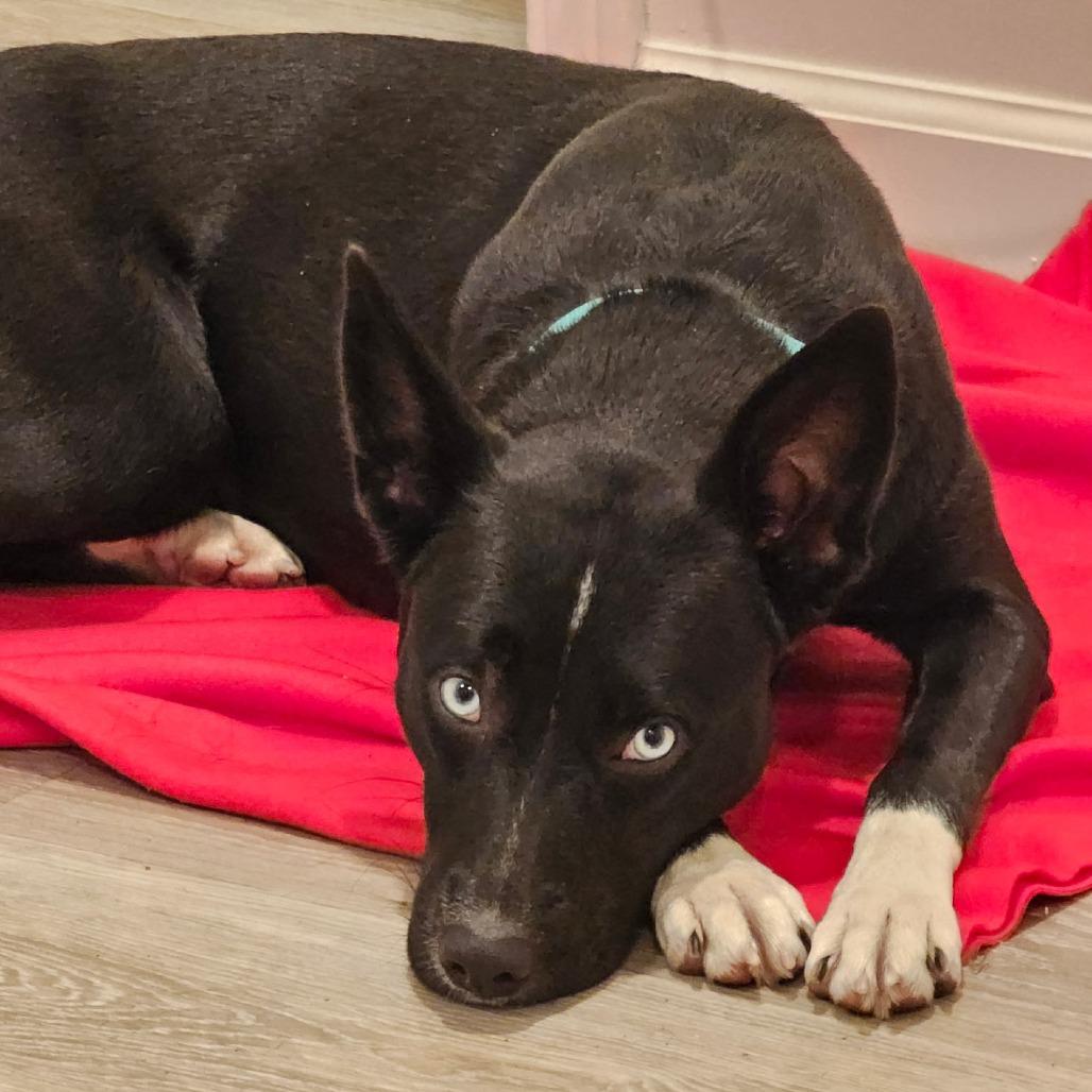 Egypt, Adoptable, Young Female Husky & Mixed Breed.