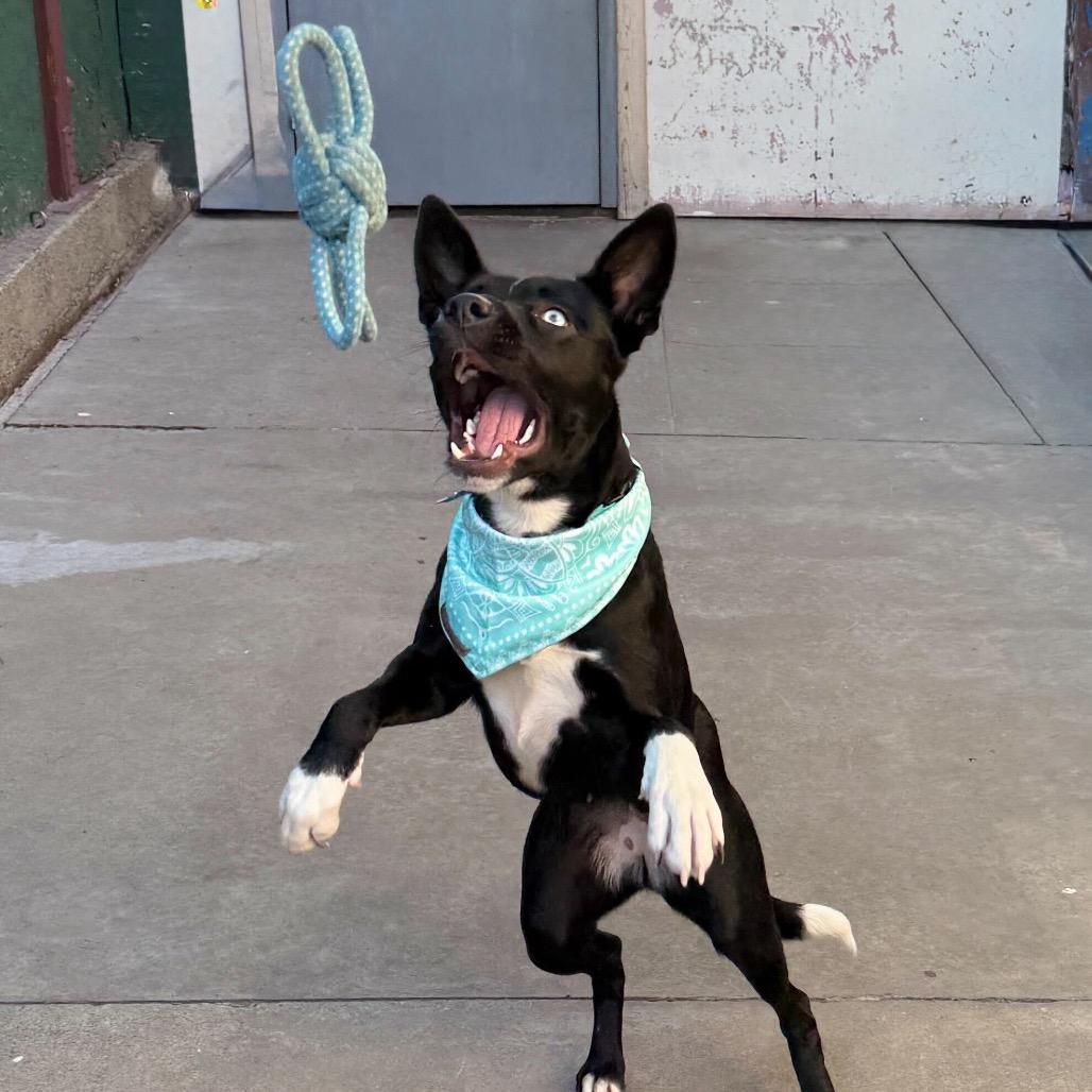 Enlarge Egypt, a Adoptable mixed breed in San Francisco, CA image 2/6