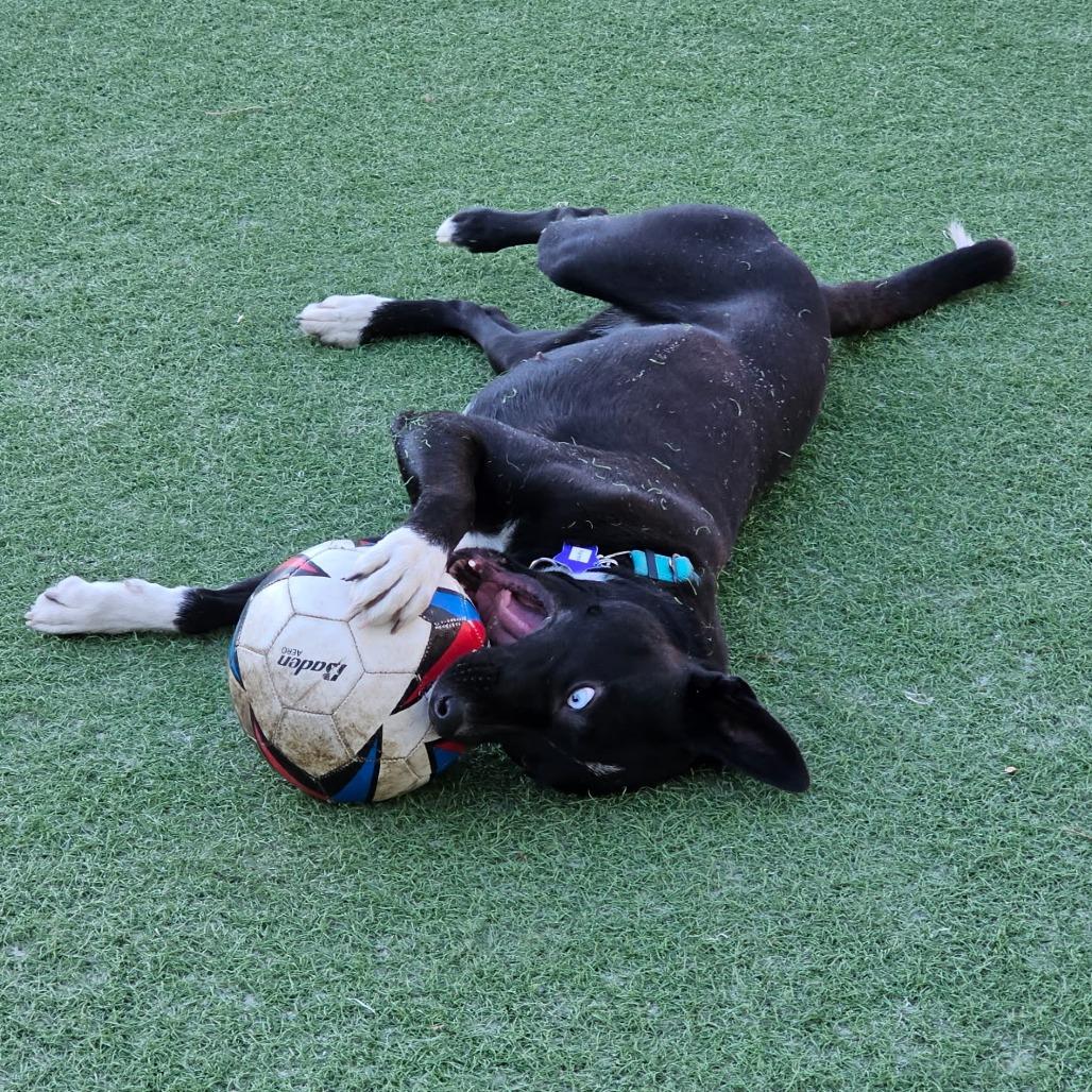 Enlarge Egypt, a Adoptable mixed breed in San Francisco, CA image 3/6