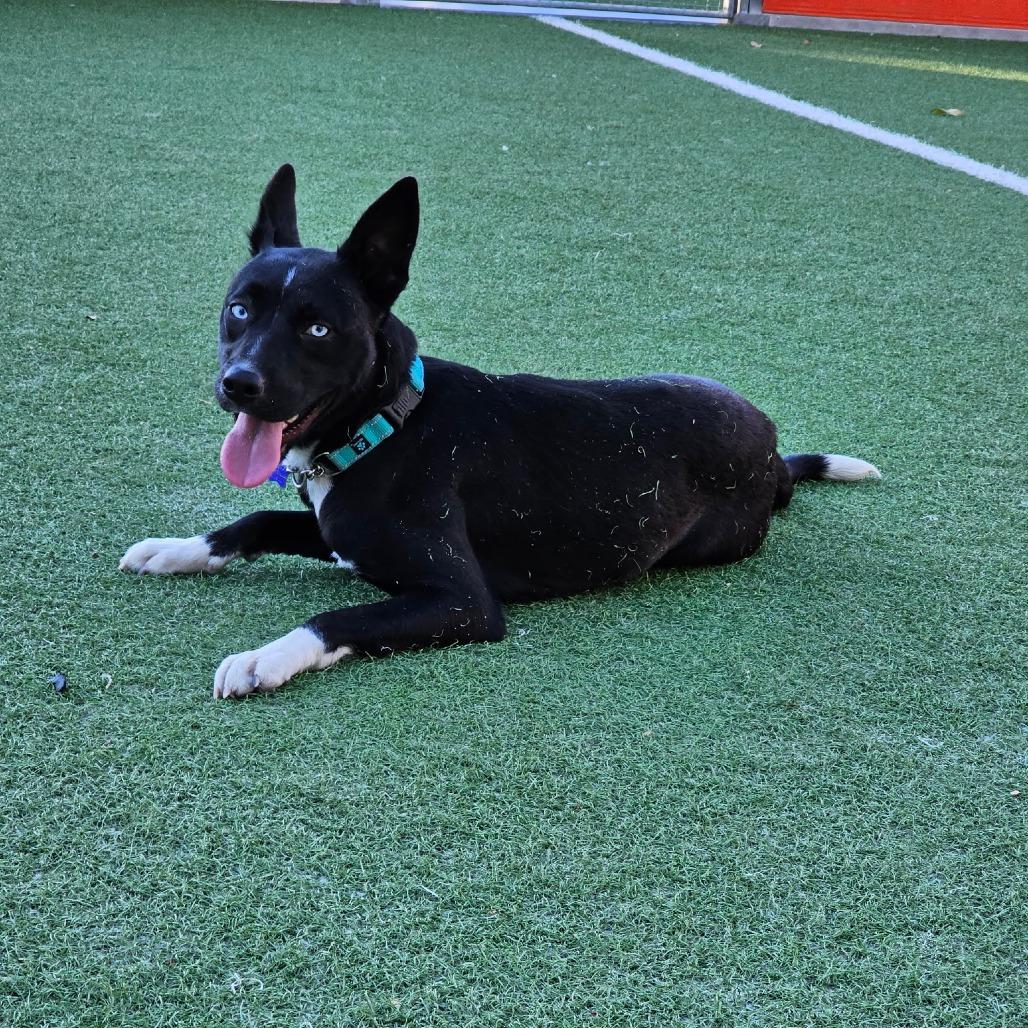 Enlarge Egypt, a Adoptable mixed breed in San Francisco, CA image 5/6