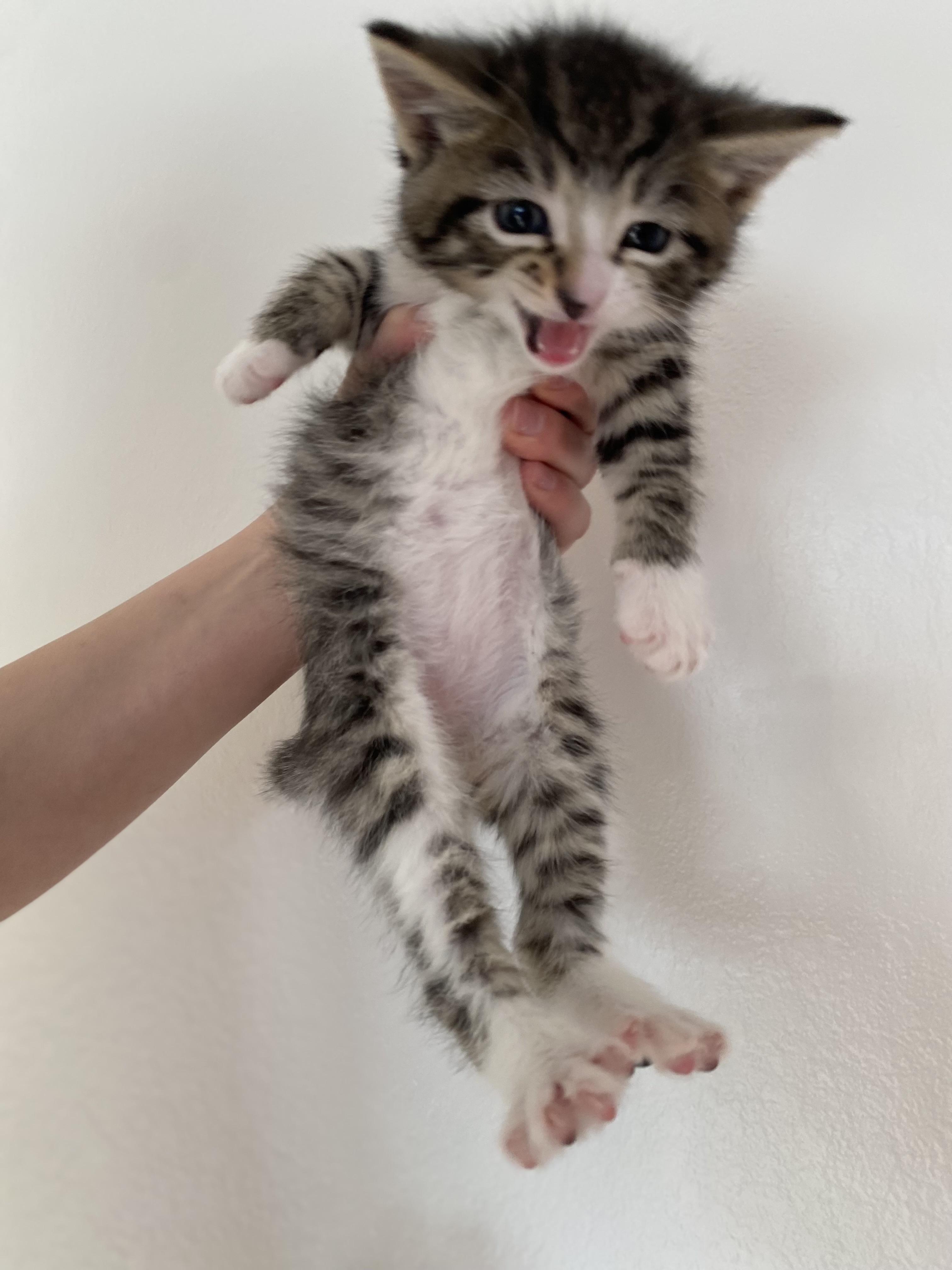 Squeebert, Adoptable, Young Male Domestic Short Hair.