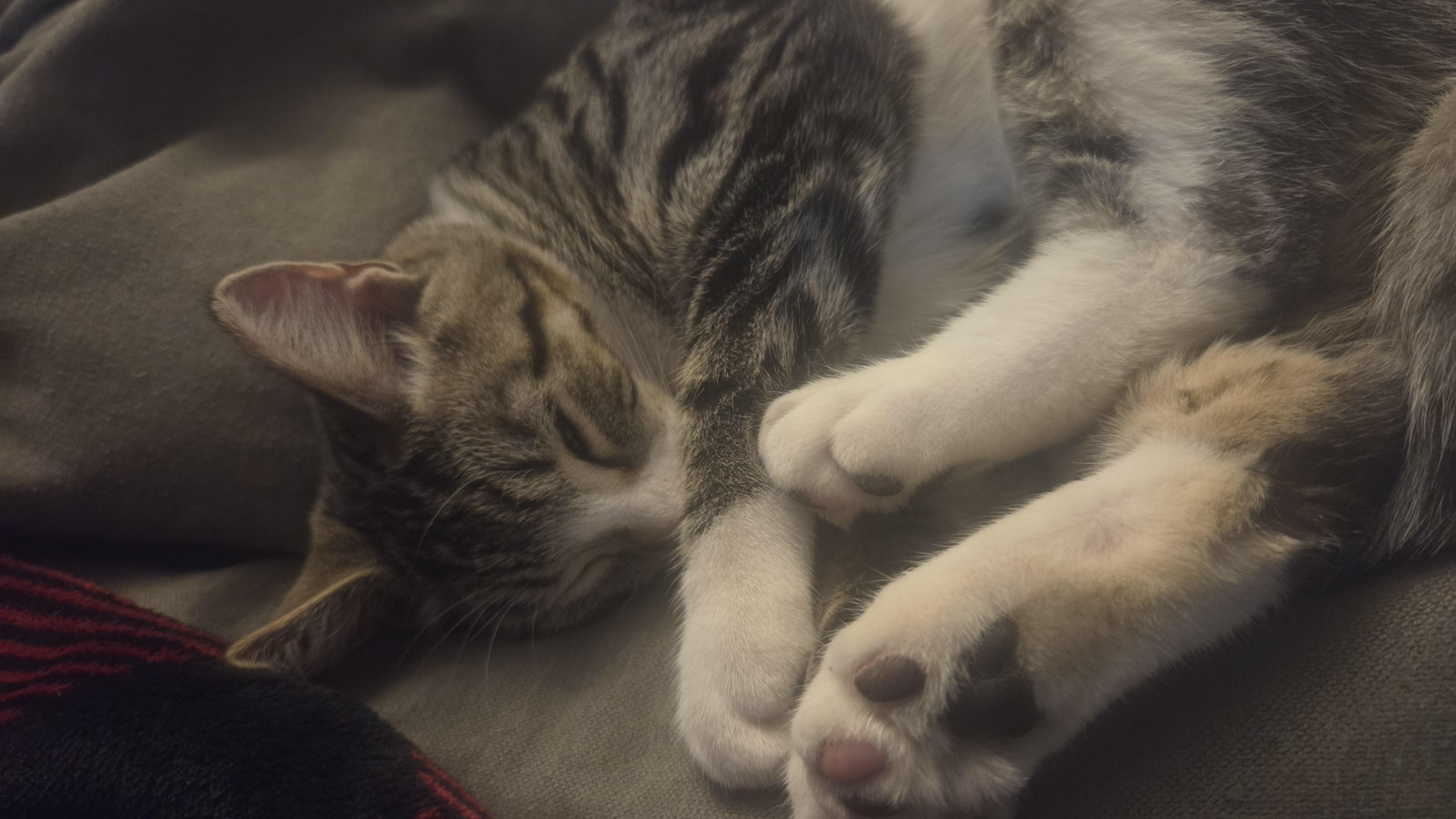 Enlarge Squeebert, a Adoptable mixed breed in Crookston, MN image 3/4