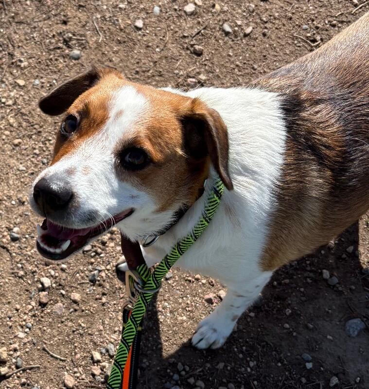 Sunflower, a Adoptable Mixed Breed in Fort Collins, CO image 2/6