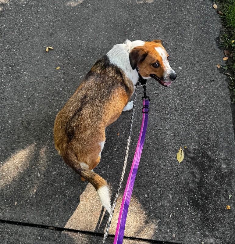 Sunflower, a Adoptable Mixed Breed in Fort Collins, CO image 3/6