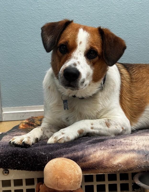 Sunflower, a Adoptable Mixed Breed in Fort Collins, CO image 4/6