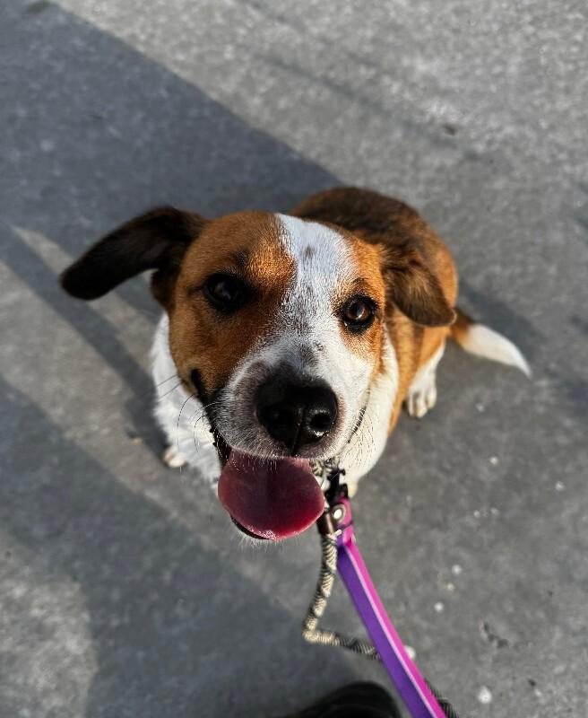 Sunflower, a Adoptable Mixed Breed in Fort Collins, CO image 5/6