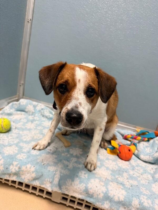 Sunflower, a Adoptable Mixed Breed in Fort Collins, CO image 6/6