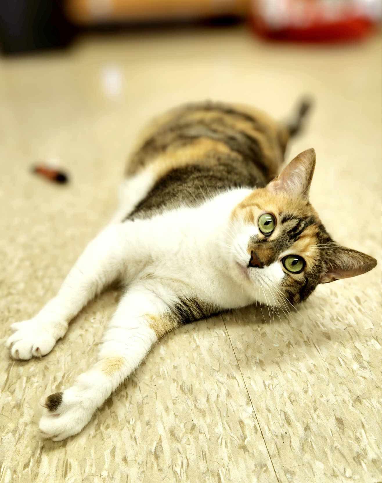 Walnut, a Adoptable Domestic Short Hair in Social Circle, GA image 1/3