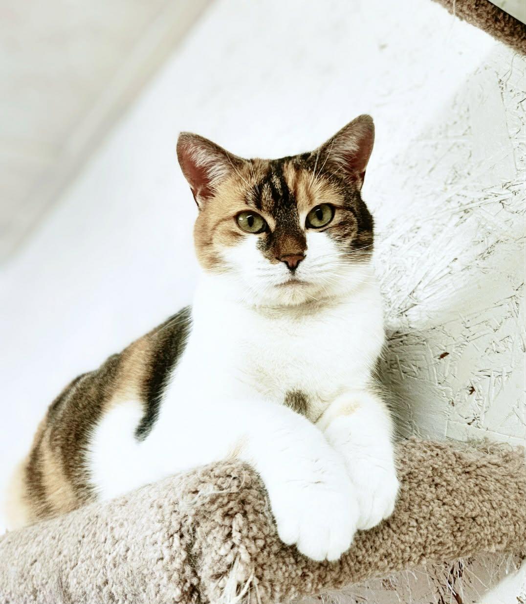 Walnut, Adoptable, Adult Female Domestic Short Hair.