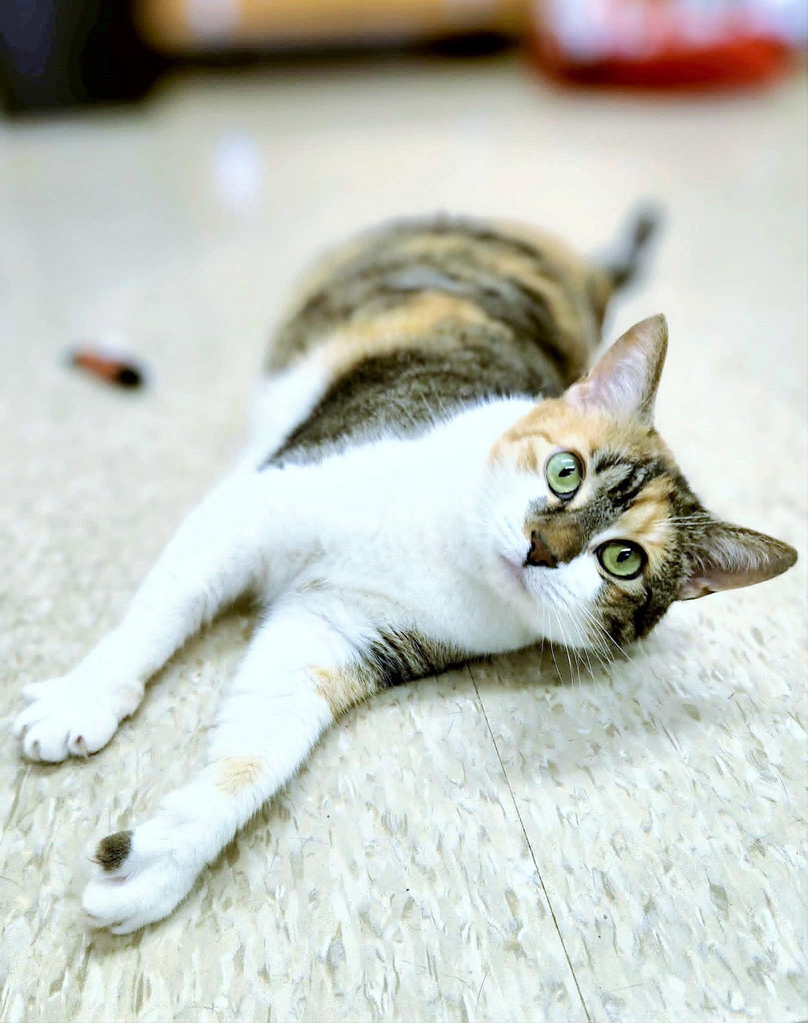 Enlarge Walnut, a Adoptable Domestic Short Hair in Social Circle, GA image 2/3