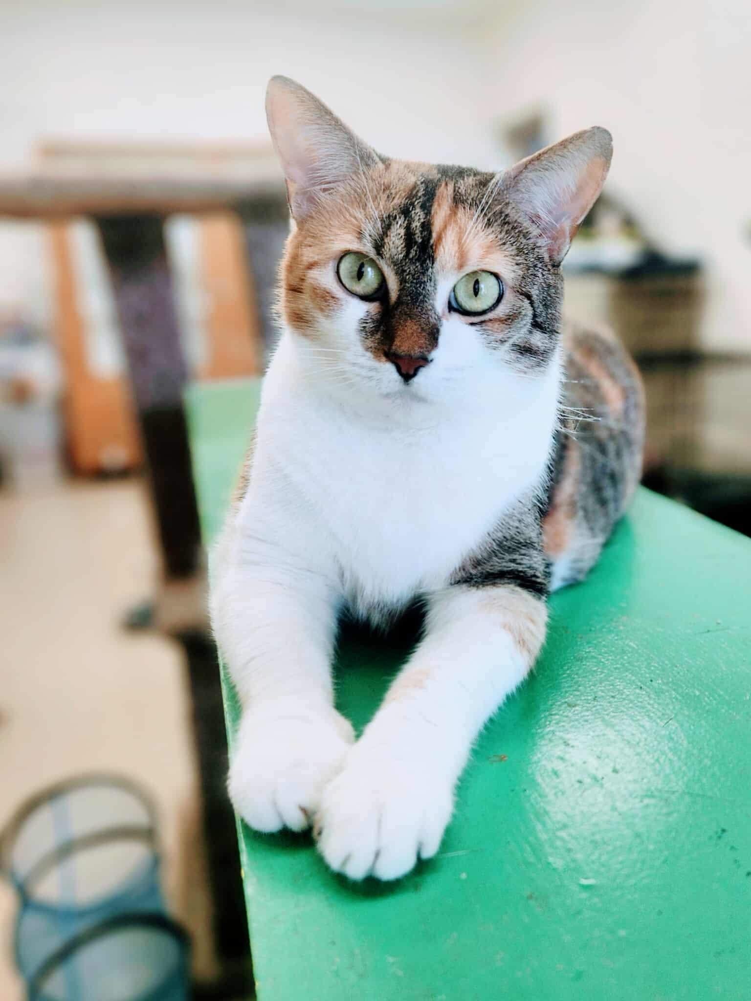 Walnut, a Adoptable Domestic Short Hair in Social Circle, GA image 2/3