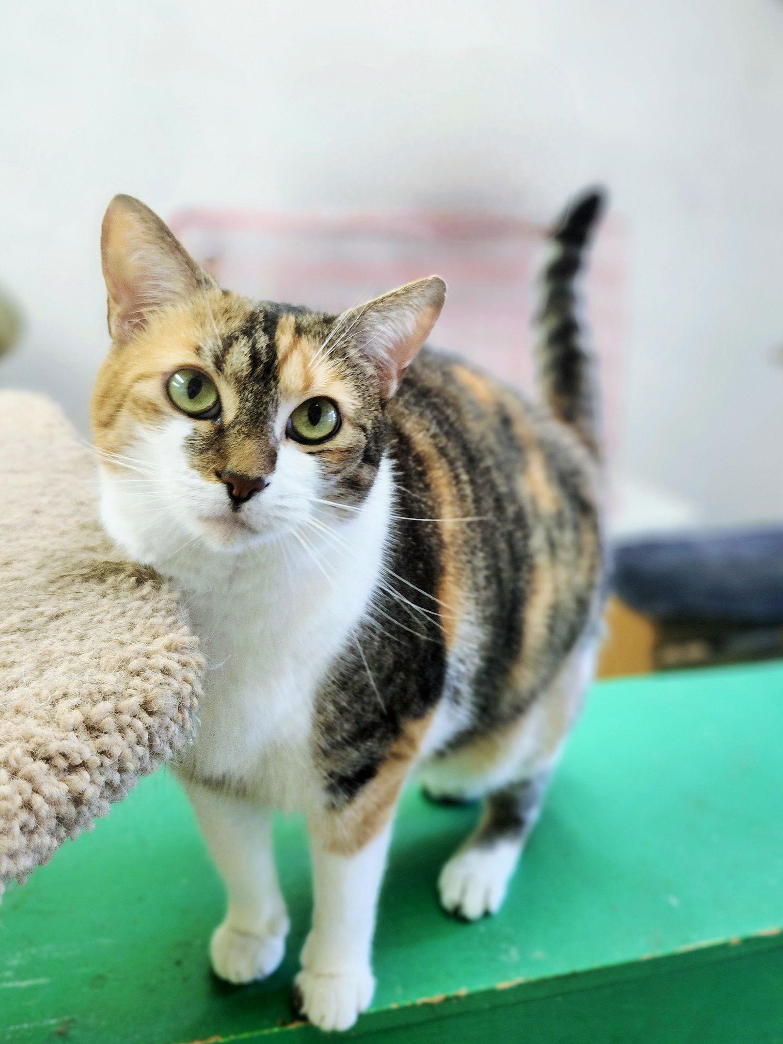 Walnut, a Adoptable Domestic Short Hair in Social Circle, GA image 3/3