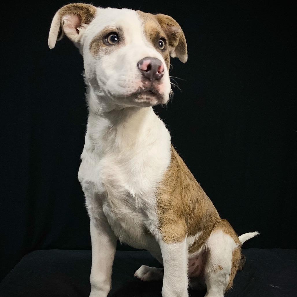 Jesse Cole, Adoptable, Puppy Male Pit Bull Terrier & Mixed Breed.