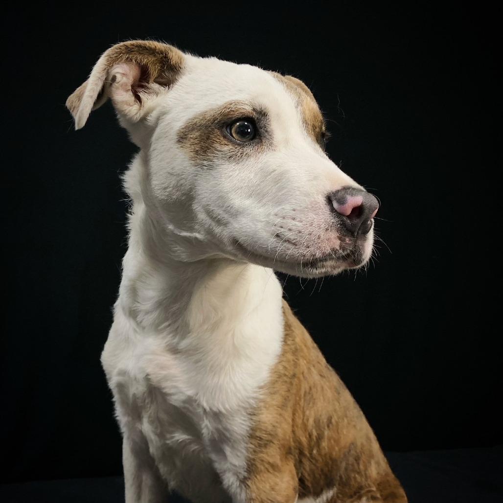 Jesse Cole, a Adoptable mixed breed in Cabot, AR image 2/4