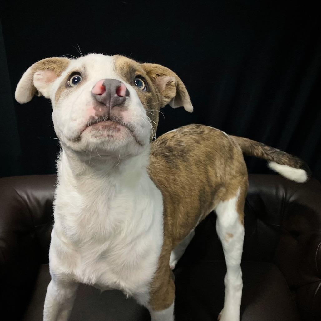 Jesse Cole, a Adoptable mixed breed in Cabot, AR image 3/4