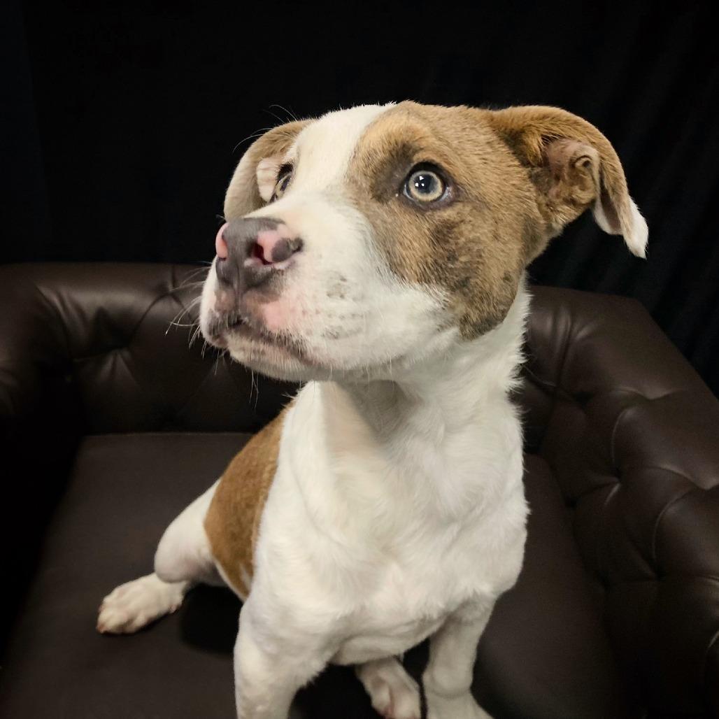 Jesse Cole, a Adoptable mixed breed in Cabot, AR image 4/4