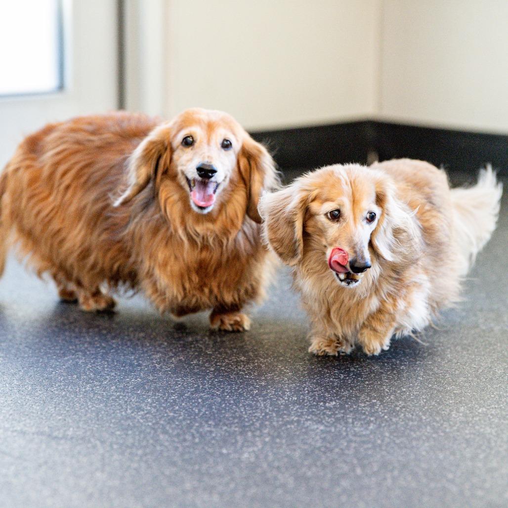 Autumn *Bonded w/ Olivia* *Avail by Appt*, Adoptable, Senior Female Dachshund.