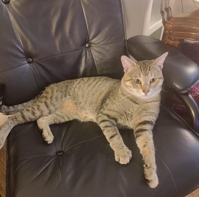 Stihl, a Adoptable Domestic Short Hair in Saint Paul, MN image 1/6