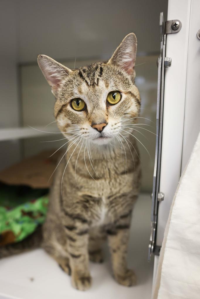 Stihl, Adoptable, Adult Male Domestic Short Hair.