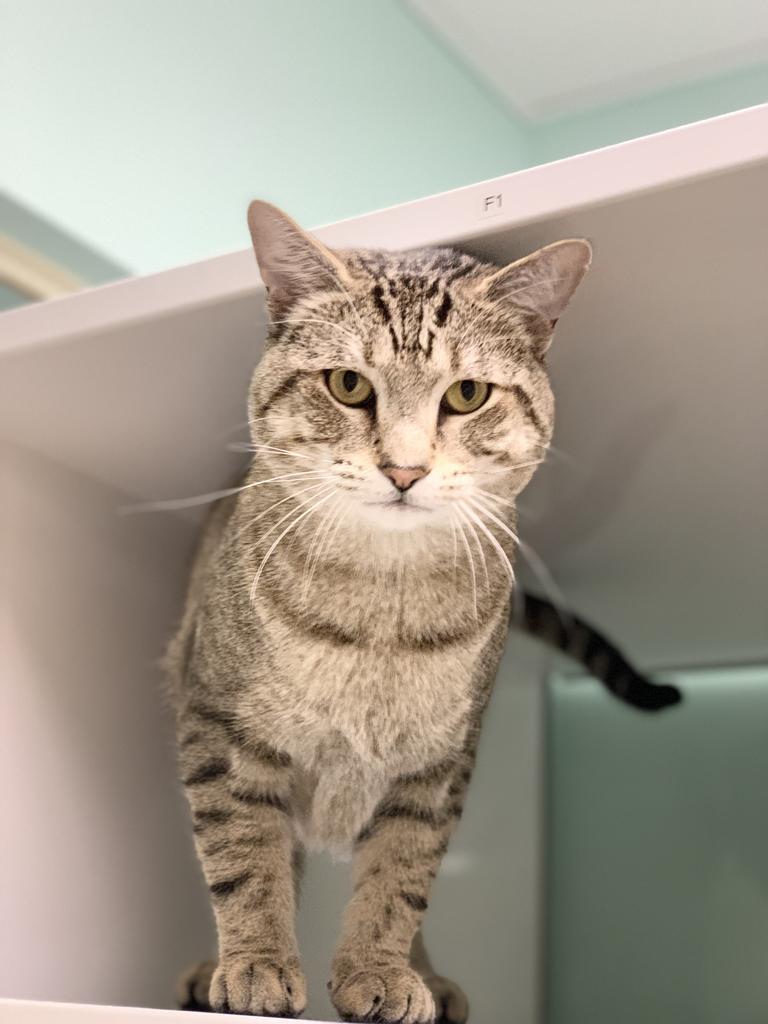 Enlarge Stihl, a Adoptable Domestic Short Hair in Saint Paul, MN image 3/6