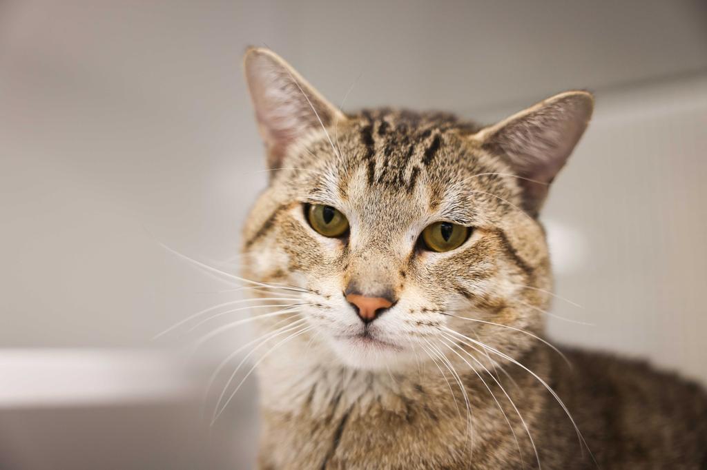 Stihl, a Adoptable Domestic Short Hair in Saint Paul, MN image 4/6