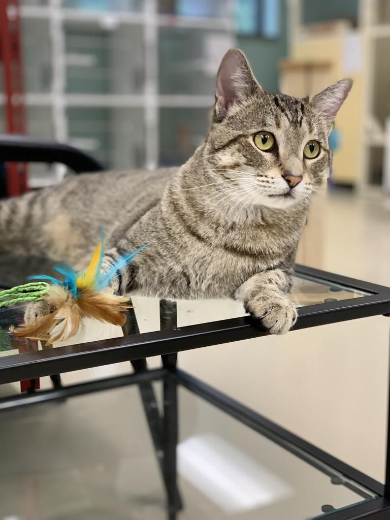 Enlarge Stihl, a Adoptable Domestic Short Hair in Saint Paul, MN image 5/6