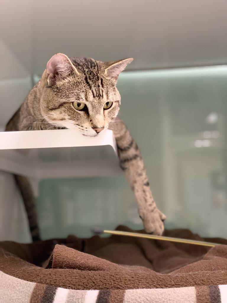 Stihl, a Adoptable Domestic Short Hair in Saint Paul, MN image 6/6