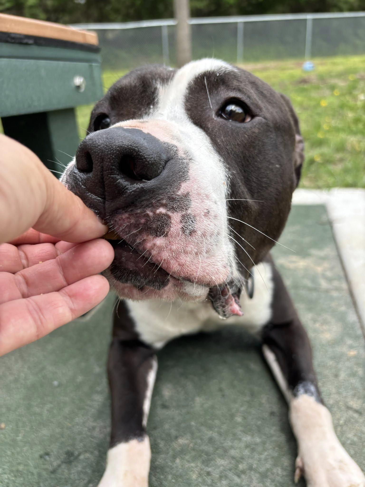 Enlarge Macho , a ADOPTABLE mixed breed in Saint Charles, MO image 4/5