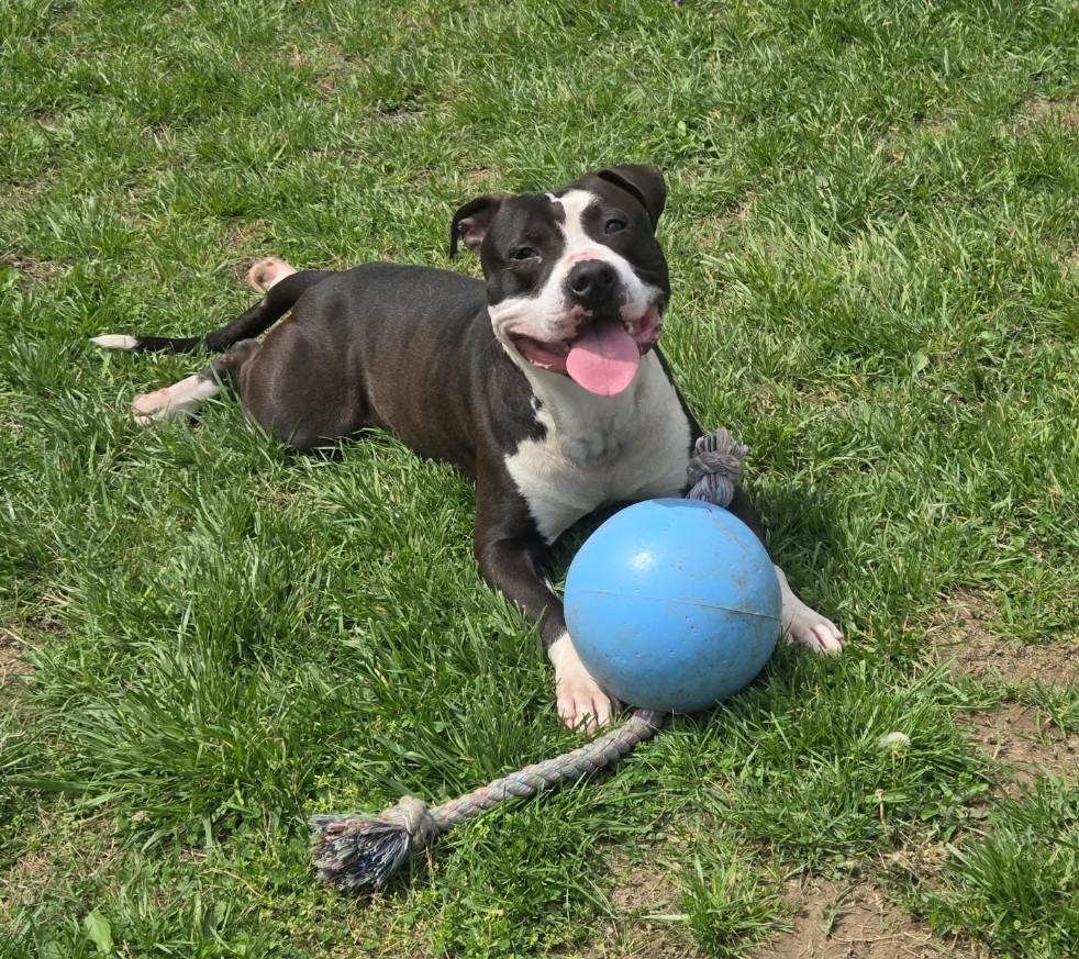 Macho , ADOPTABLE, Adult Male Pit Bull Terrier.