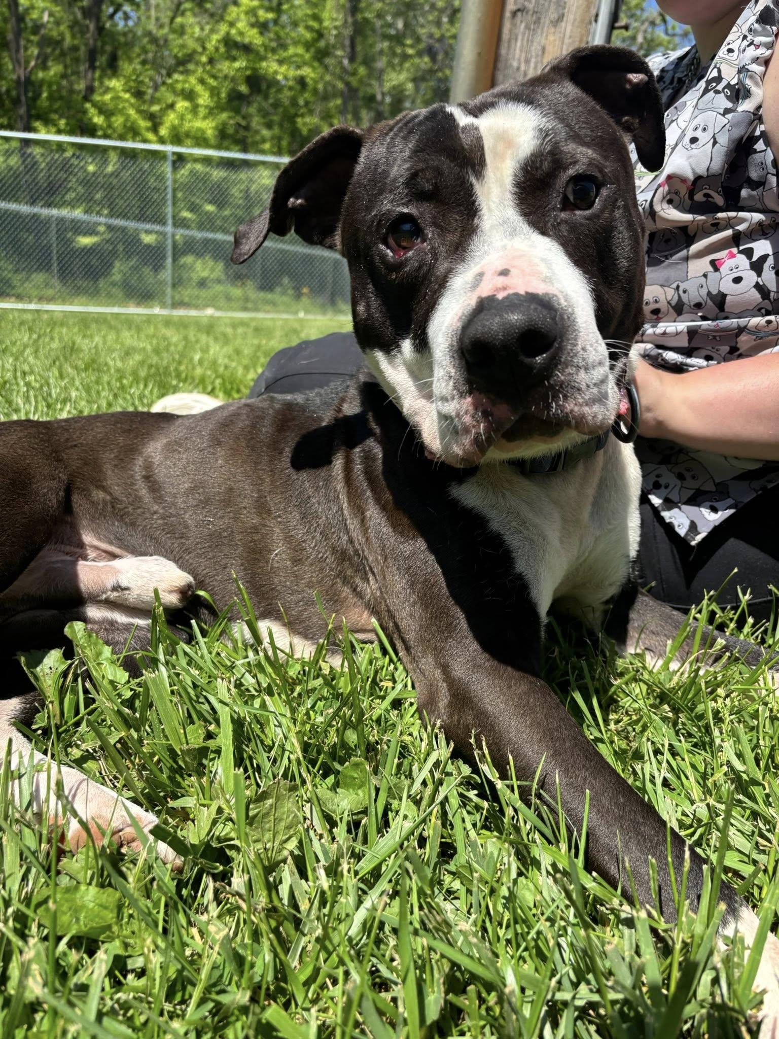 Macho , ADOPTABLE, Adult Male Pit Bull Terrier.