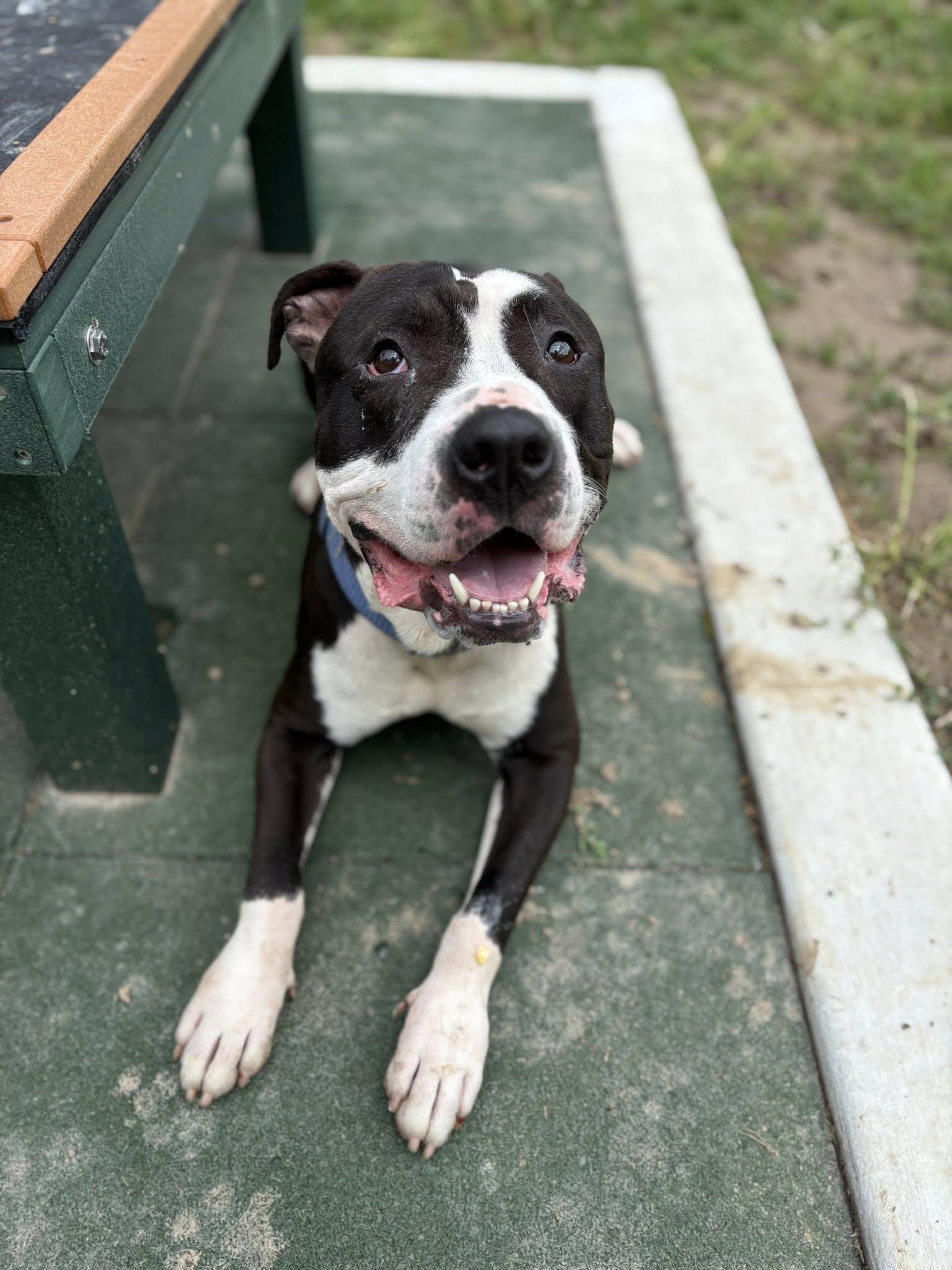 Enlarge Macho , a ADOPTABLE mixed breed in Saint Charles, MO image 2/5