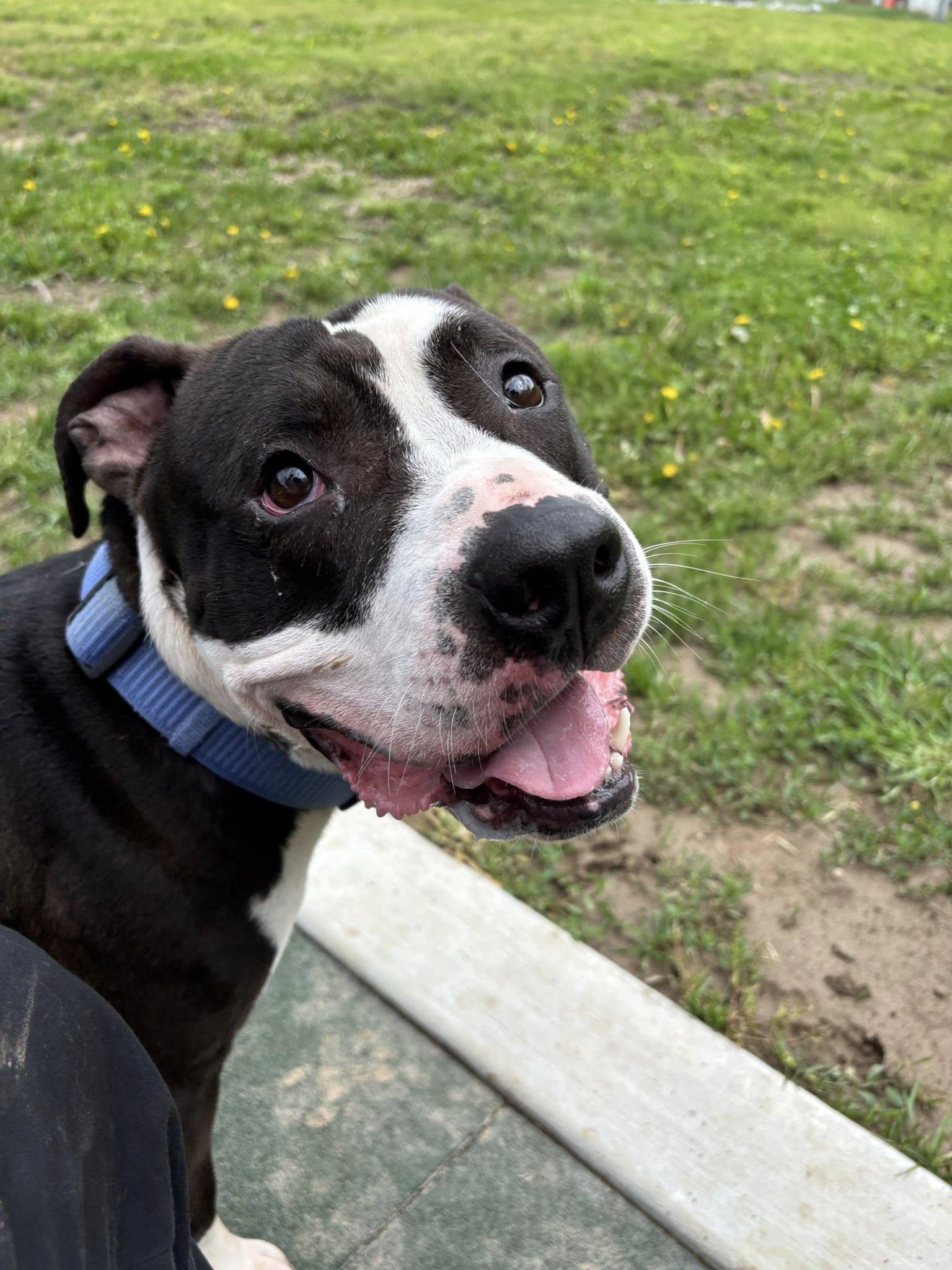 Enlarge Macho , a ADOPTABLE mixed breed in Saint Charles, MO image 3/5