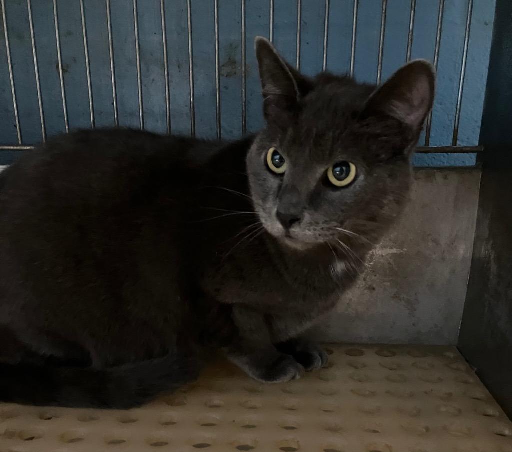 Tommy, Adoptable, Adult Male Domestic Short Hair.