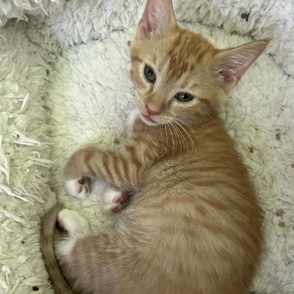 Enlarge Carrot, a Adoptable American Shorthair in Huntsville, AL image 1/6