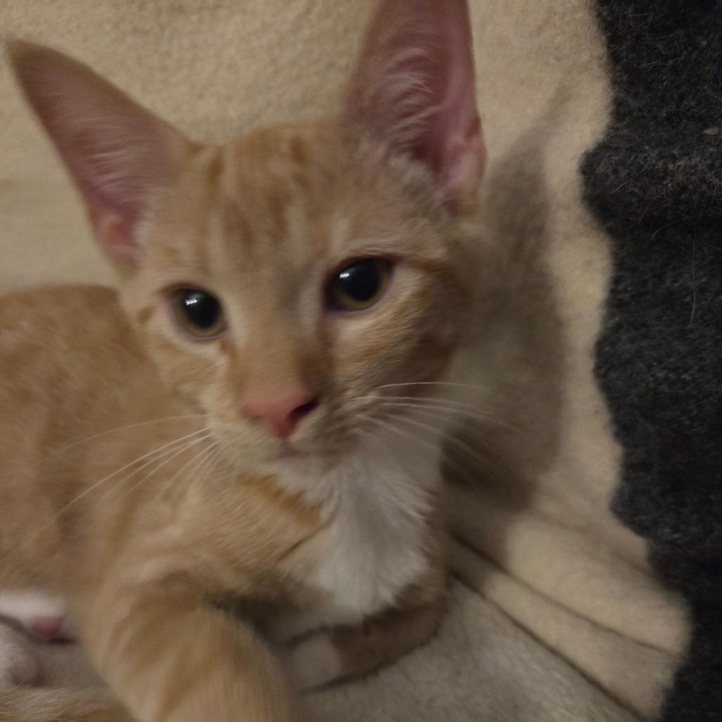 Enlarge Carrot, a Adoptable American Shorthair in Huntsville, AL image 2/6