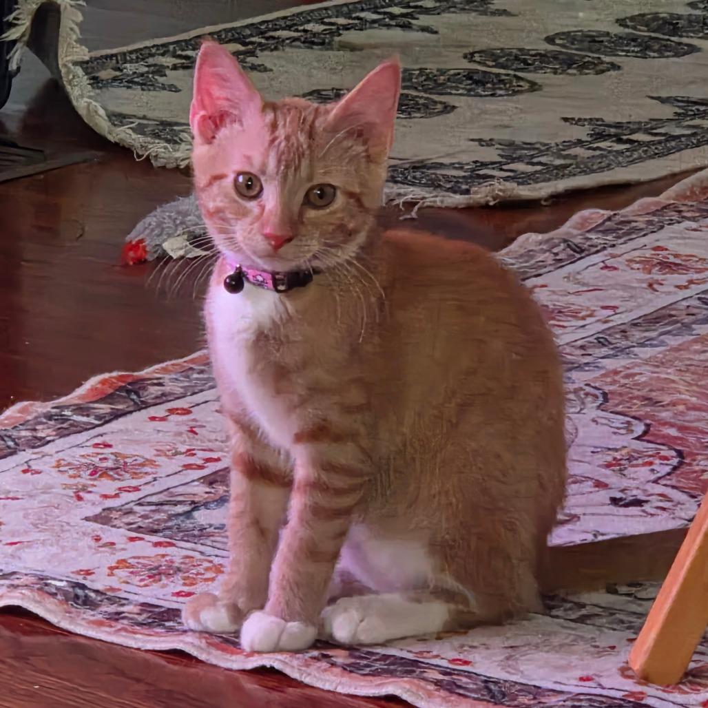Enlarge Carrot, a Adoptable American Shorthair in Huntsville, AL image 3/6