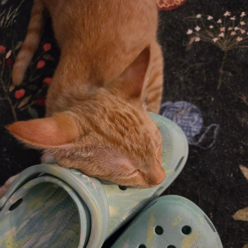 Enlarge Carrot, a Adoptable American Shorthair in Huntsville, AL image 4/6