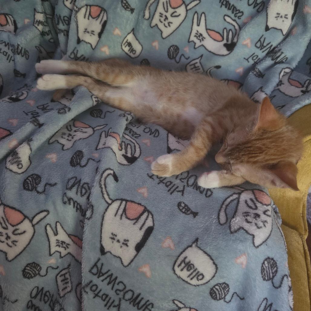 Enlarge Carrot, a Adoptable American Shorthair in Huntsville, AL image 5/6