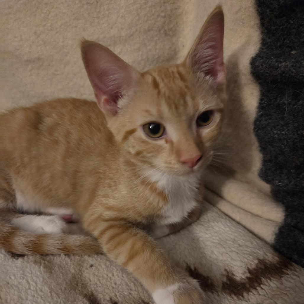 Enlarge Carrot, a Adoptable American Shorthair in Huntsville, AL image 6/6